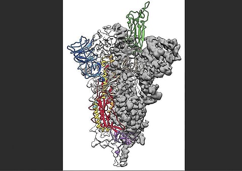A 3D atomic scale map of the 2019-nCoV spike protein (AFP/University of Texas at Austin)