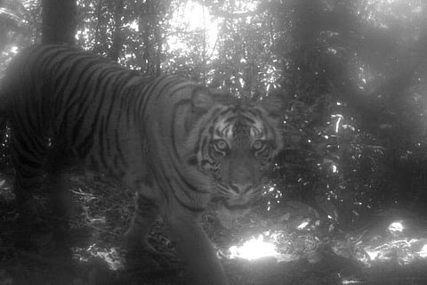 The Sumatran tiger (Panthera tigris sumatrae) (Photo: Max Allen/IANS)