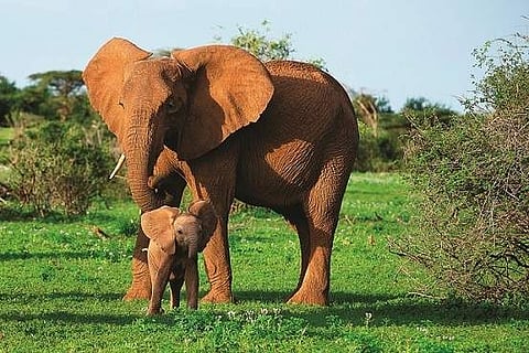 An elephant cub with its mother in the wild