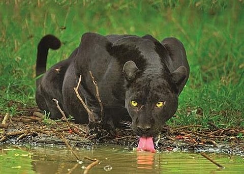 The Real Black Panther (All Pics: Shaaz Jung)