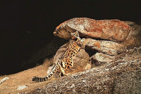 Feline diaries: Sandesh Kadur's Felis Creations presents lesser-known tales of Wildcats of India