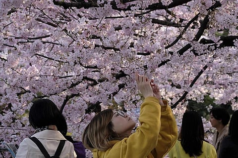 Cherry blossoms in Tokyo (AFP/Kazuhiro NOGI/XGTY)