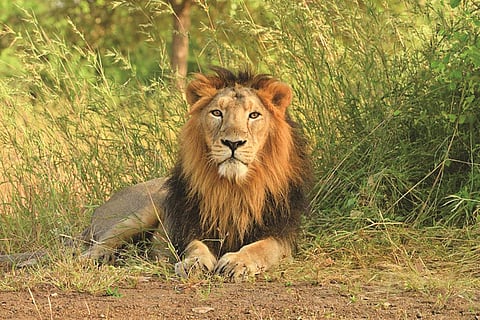 Saving the Asiatic Lion on The Lion Kingdom, Animal Planet