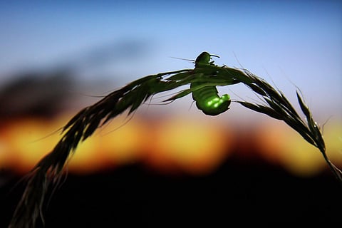 Fireflies species face extinction (AFP Photo/TUFT University/Jason Steel)