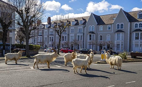 A herd of wild goats in Llandudno (Pete Byrne/PA via AP)