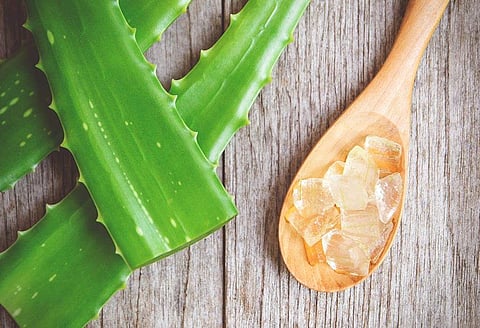 Wow Skin Science launches aloe vera-infused products for the summer