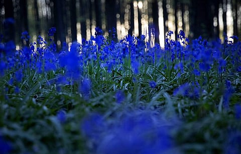 Bluebells or wild hyacinth in Hallerbos forest in Halle, Belgium. Bluebells are associated with ancient woodland and dominate forest floors in carpets of violet–blue flowers. (AP Photo/Virginia Mayo)