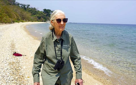 Dr Jane Goodall (Michael Haertlein/National Geographic via AP)