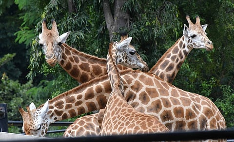 Giraffes at Mysuru Zoo (Photo: IANS)