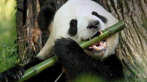 Pandamonium streaming on Discovery Plus