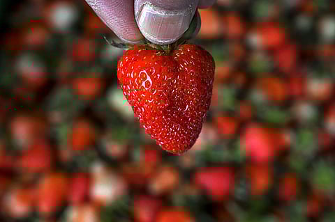 Srinagar, Jammu and Kashmir: A farmer shows a strawberry before packing them after harvesting in Srinagar. (AFP/Tauseef Mustafa)