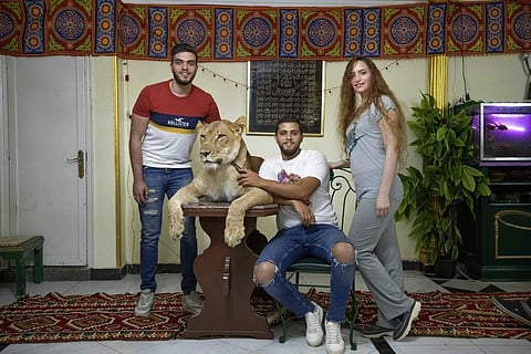 Siblings and lion tamers Bushra, Ashraf and Youssef el-Helw pose with 5-year-old female African lion Joumana after performing a show inside their apartment in Cairo, Egypt. (AP Photo/Nariman El-Mofty)