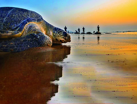 A turtle by the beach (Pic by Biswanth Swain