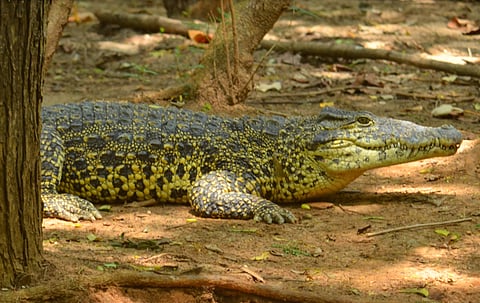 The Cuban crocodile will be on display for the first time in July