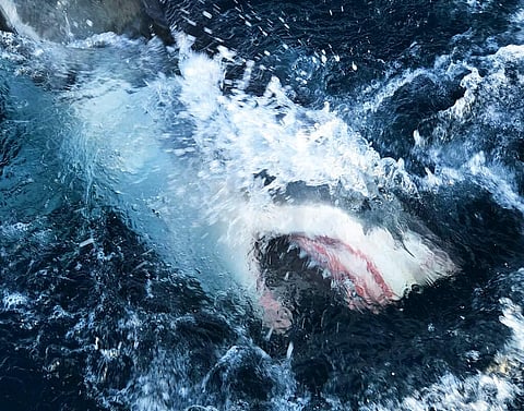 Shark Lockdown (Discovery Channel via AP)
