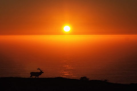 Lone Elk by Amoghavarsha JS