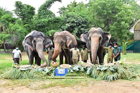 Elephants at Hyderabad Zoo (IANS)