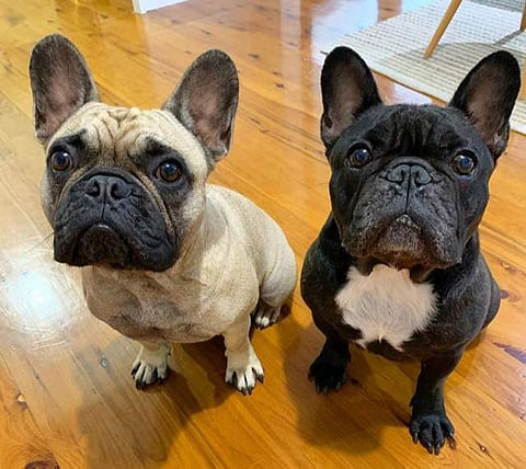 International Dog Day