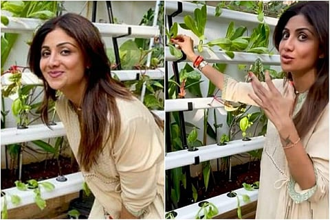 Bollywood actress and reality show judge Shilpa Shetty Kundra on Friday gave a sneak peek of her hydroponic farm to fans