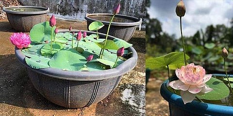 Colourful lotus flowers have become a rage among gardeners in Kerala.