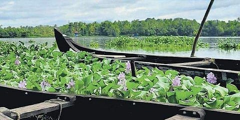 Kayal Island Retreat, a beautiful resort on Kakkathuruthu Island along Kaithapuzha, a tributary of Vembanad kayal