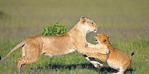 ‘Playful Cub’, taken in Kenya, won an award at a contest