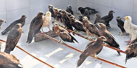 Birds at Wazirabad’s Wildlife Rescue