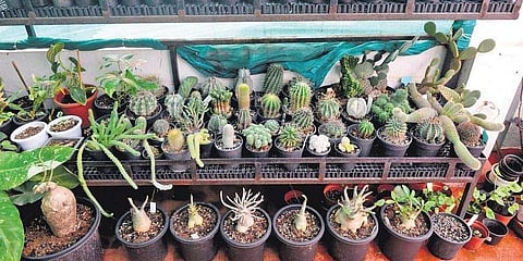 Plant pundits offer space-optimising tips