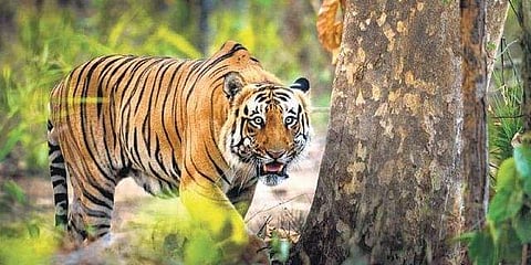 Picture by Diinesh Kumble