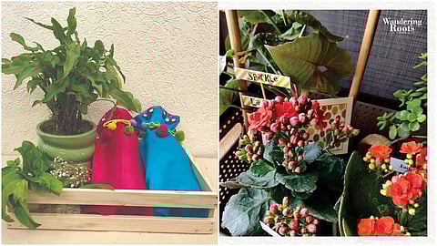 Go for utility this Holi