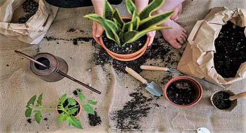 Many researchers have found that gardening or 'green care' stimulates our bodies' natural development of happy chemicals, which may help keep depression and anxiety at bay, says Vinayak Garg, Founder