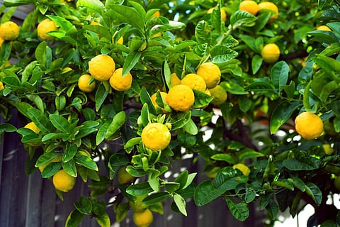 Lemon tree