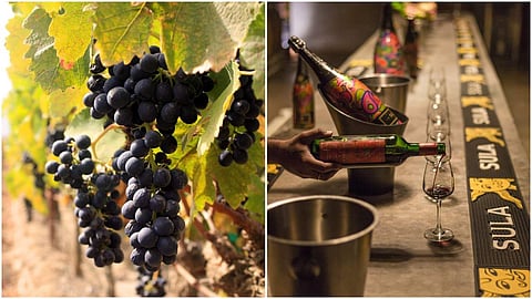 A behind-the-scenes look at sustainable wine-making