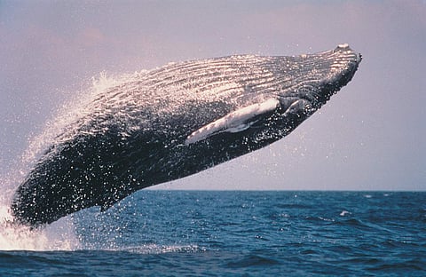 A humpback whale