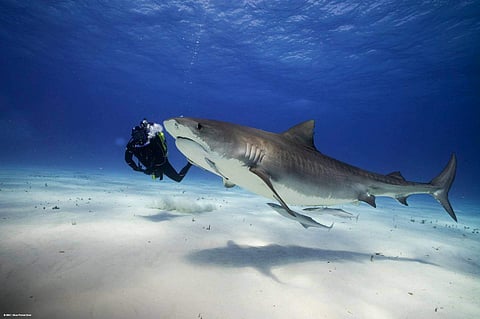 A close encounter: Adventurer Steve Backshall swims up close with a tiger shark in the Bahamas