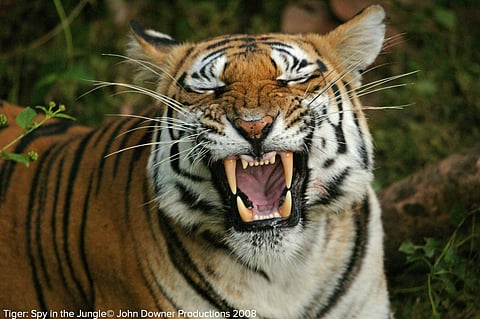 Here's a picture of a tiger yawning