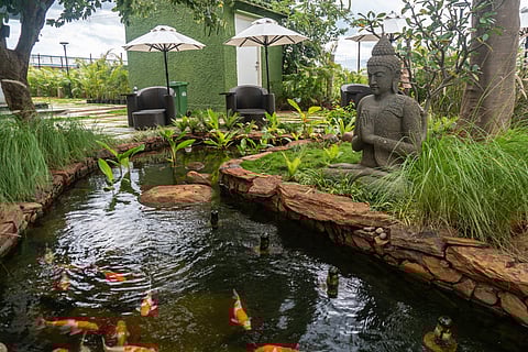 The koi pond at Grover Zampa Vineyard