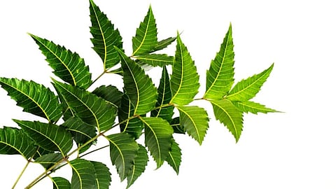 The benefits of neem are many