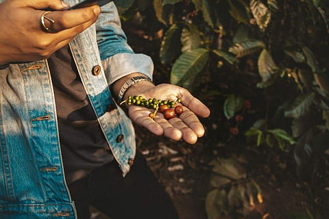 Nothing gets the day off to a better start than a cup of freshly brewed coffee!