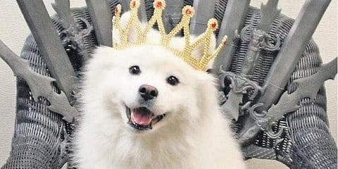 Pup-ularity contest: Online pet retail store that pays dog influencers