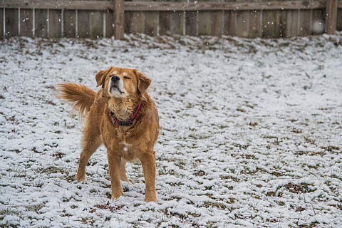  If the temperature drops severely, your pet needs special attention