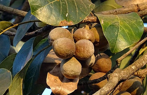 Here's everything you need to know about the benefits of triphala