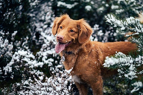 When the temperature drops, pets will move and exercise less