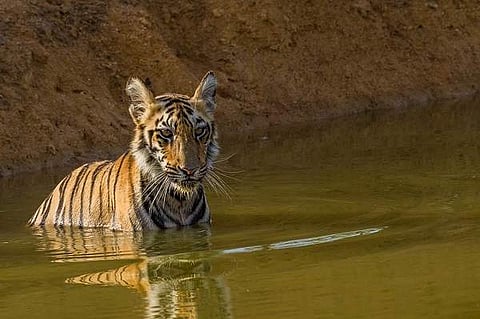 Tiger relaxing in a waterhole