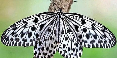 Smallest Indian butterfly