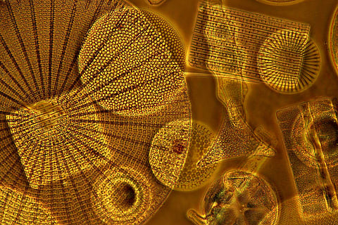 Artist Sonia Mehra Chawla's art