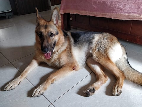 Azhagi recovered from irritable bowel syndrome after six sessions, claims vet D T Kaarthick