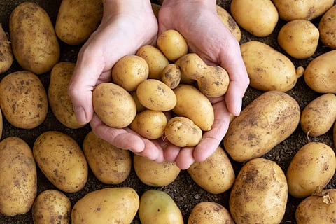 Potato Festival at Waypoint Cafe