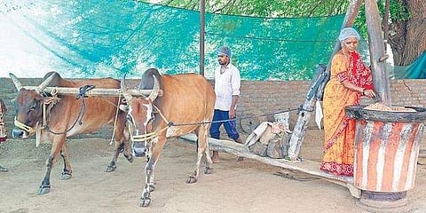 Bulls yoked to a pestle to make cold pressed oils