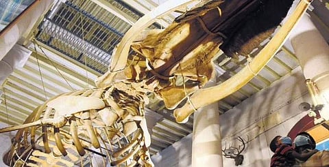 Representational picture of a museum